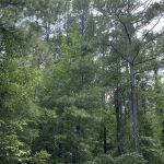 Bienville Parish Hunting property for sale
