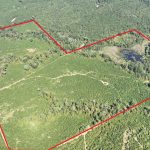 Claiborne Parish Timberland for sale