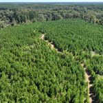 Timberland for sale in Claiborne Parish