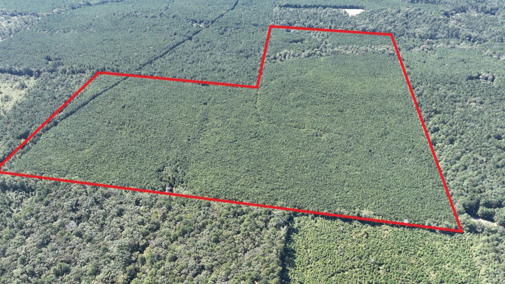 Timberland for sale in Claiborne Parish