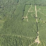 Claiborne Parish Timberland for sale