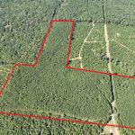 Claiborne Parish Timberland for sale