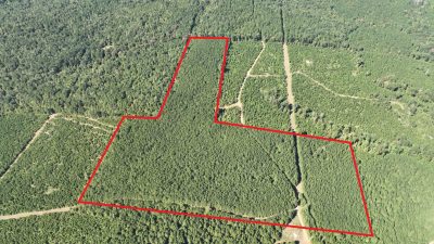 Claiborne Parish Timberland for sale
