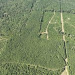 Claiborne Parish Timberland for sale