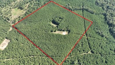 Timberland for sale in Claiborne Parish