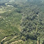 Claiborne Parish Timberland property for sale