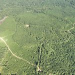 Claiborne Parish Timberland for sale