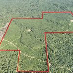 Timberland for sale in Claiborne Parish
