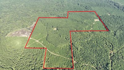Timberland for sale in Claiborne Parish
