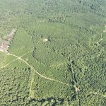 Timberland for sale in Claiborne Parish