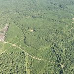 Claiborne Parish Timberland for sale