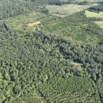 Claiborne Parish Timberland for sale