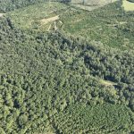 Claiborne Parish Timberland for sale