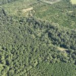 Claiborne Parish Timberland property for sale