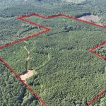 Claiborne Parish Timberland for sale