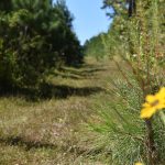 Claiborne Parish Recreational land for sale