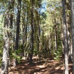 Timberland property for sale in Claiborne Parish