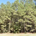 Recreational land for sale in Claiborne Parish