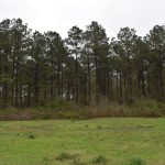 DeSoto Parish Timberland for sale