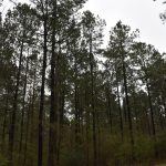 DeSoto Parish Investment land for sale