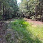 Timberland property for sale in Caddo Parish
