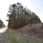 Claiborne Parish Timberland for sale