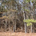 Investment land for sale in Claiborne Parish