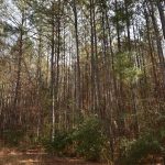 Claiborne Parish Timberland for sale