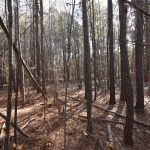 Investment land for sale in Claiborne Parish