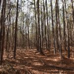 Claiborne Parish Recreational property for sale