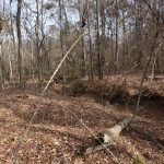 Claiborne Parish Timberland for sale