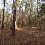 Timberland property for sale in Claiborne Parish