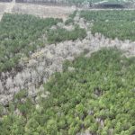 Claiborne Parish Timberland for sale