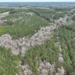 Claiborne Parish Timberland for sale