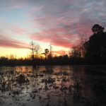 Hunting land for sale in Little River County