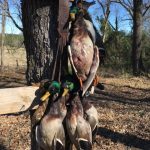 Little River County Timberland property for sale