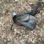 Little River County Hunting land for sale