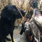 Little River County Timberland for sale