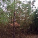 Timberland property for sale in Union Parish