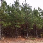 Union Parish Investment property for sale