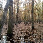 Timberland property for sale in Hempstead County