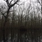 Hempstead County Timberland for sale