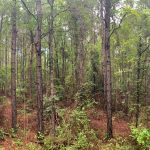Timberland property for sale in Hot Spring County