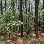Development land for sale in Hot Spring County