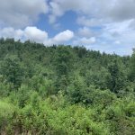 Hot Spring County Investment property for sale