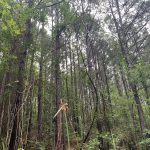 Investment land for sale in Hot Spring County