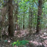 Timberland property for sale in Hot Spring County