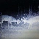 Timberland property for sale in Hot Spring County