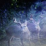 Timberland for sale in Hot Spring County