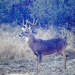 Drew County Timberland property for sale